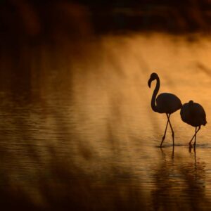 Flamant Rose