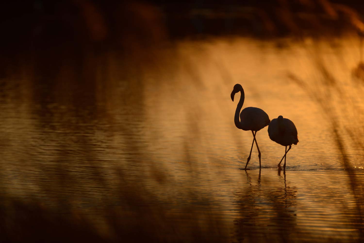 Flamant Roses