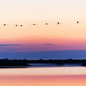 Flamant Rose