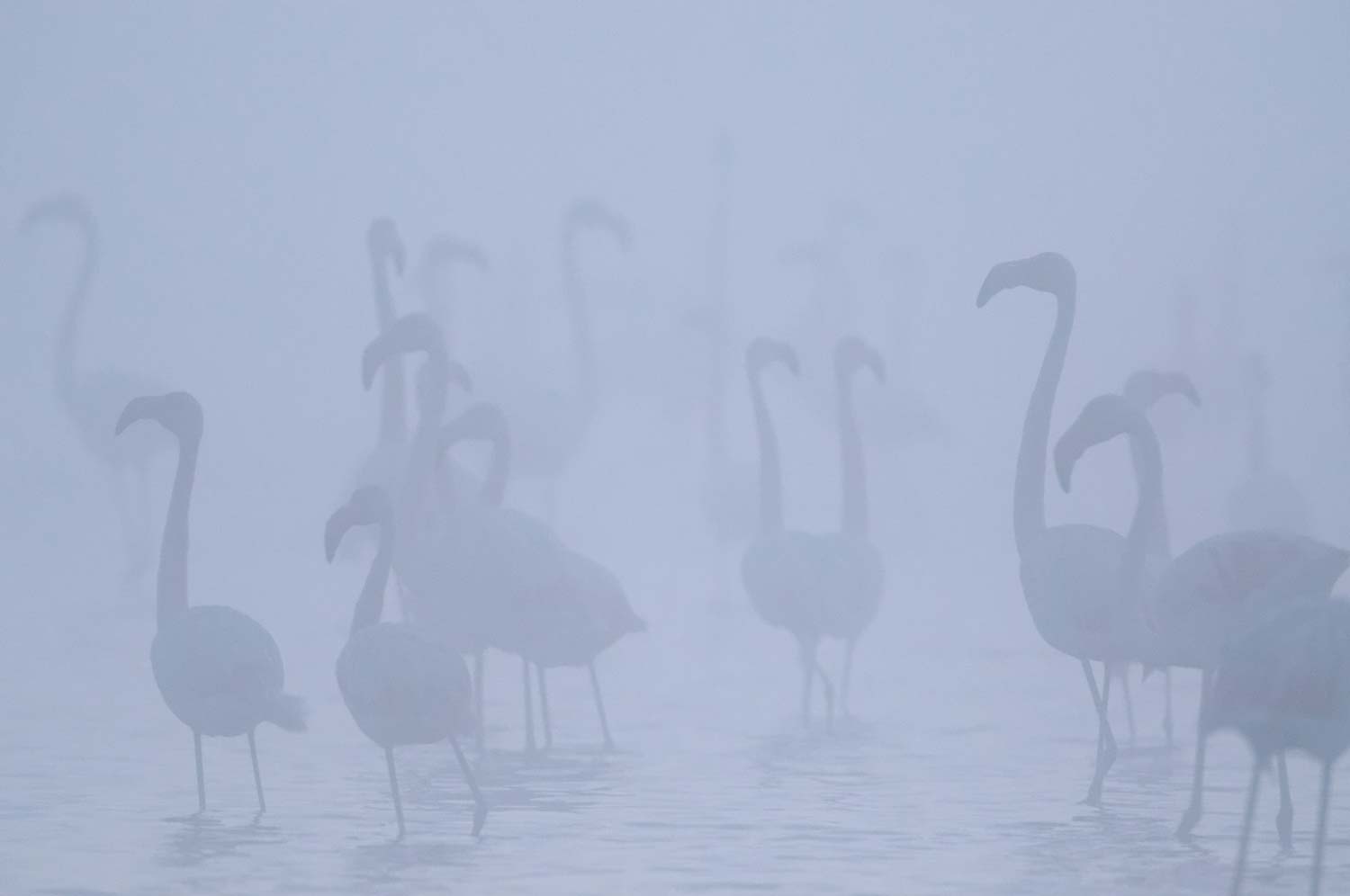 Tirage d'art de Flamant Rose