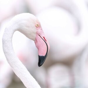 Flamant Rose