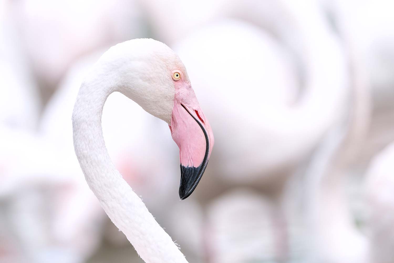 Tirage d'art de Flamant Rose