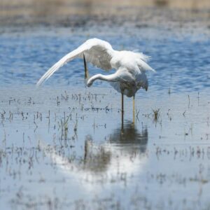 Grande aigrette