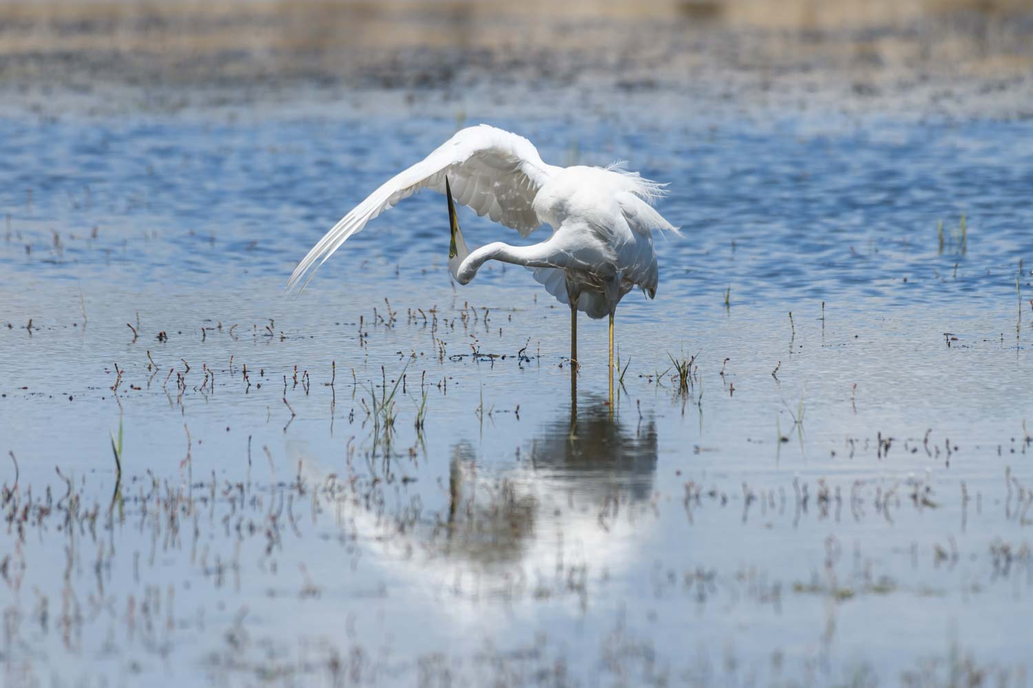 Tirage d'art de Grande Aigrette