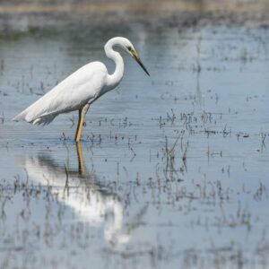 Grande aigrette