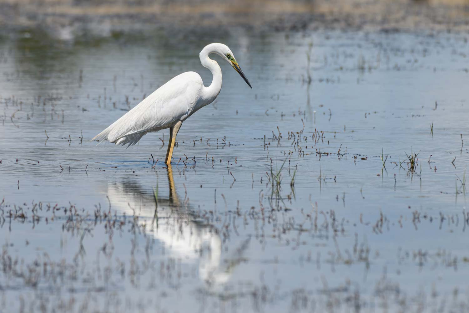 Tirage d'art de Grande Aigrette