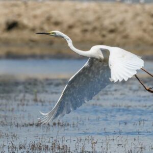 Grande aigrette