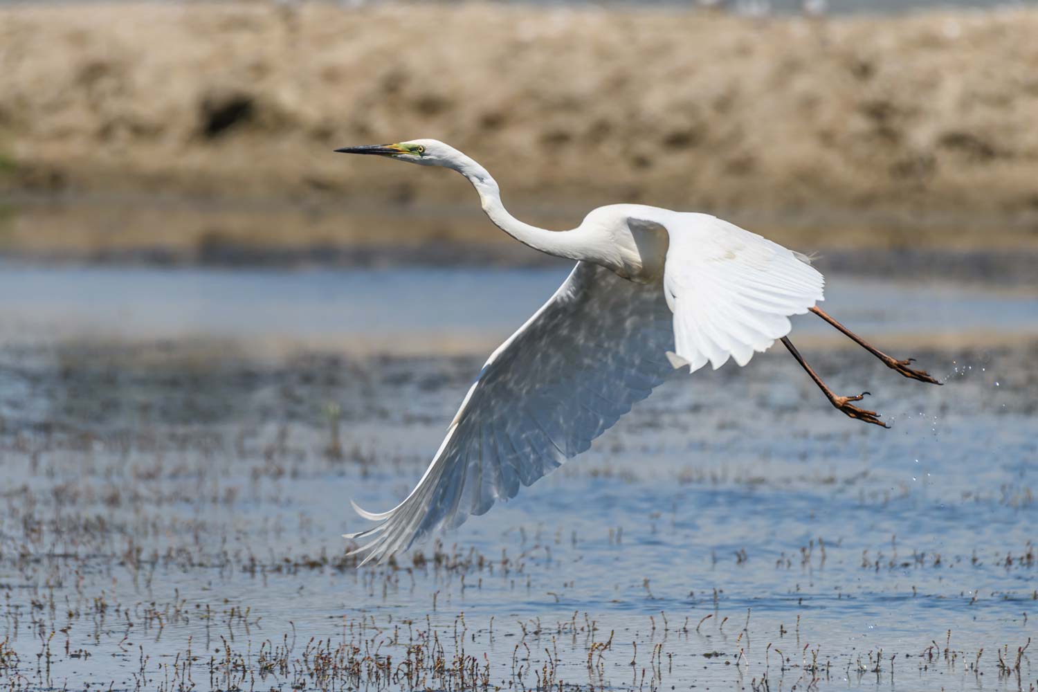 Tirage d'art de Grande Aigrette