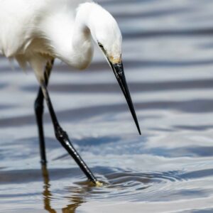 Aigrette garzette