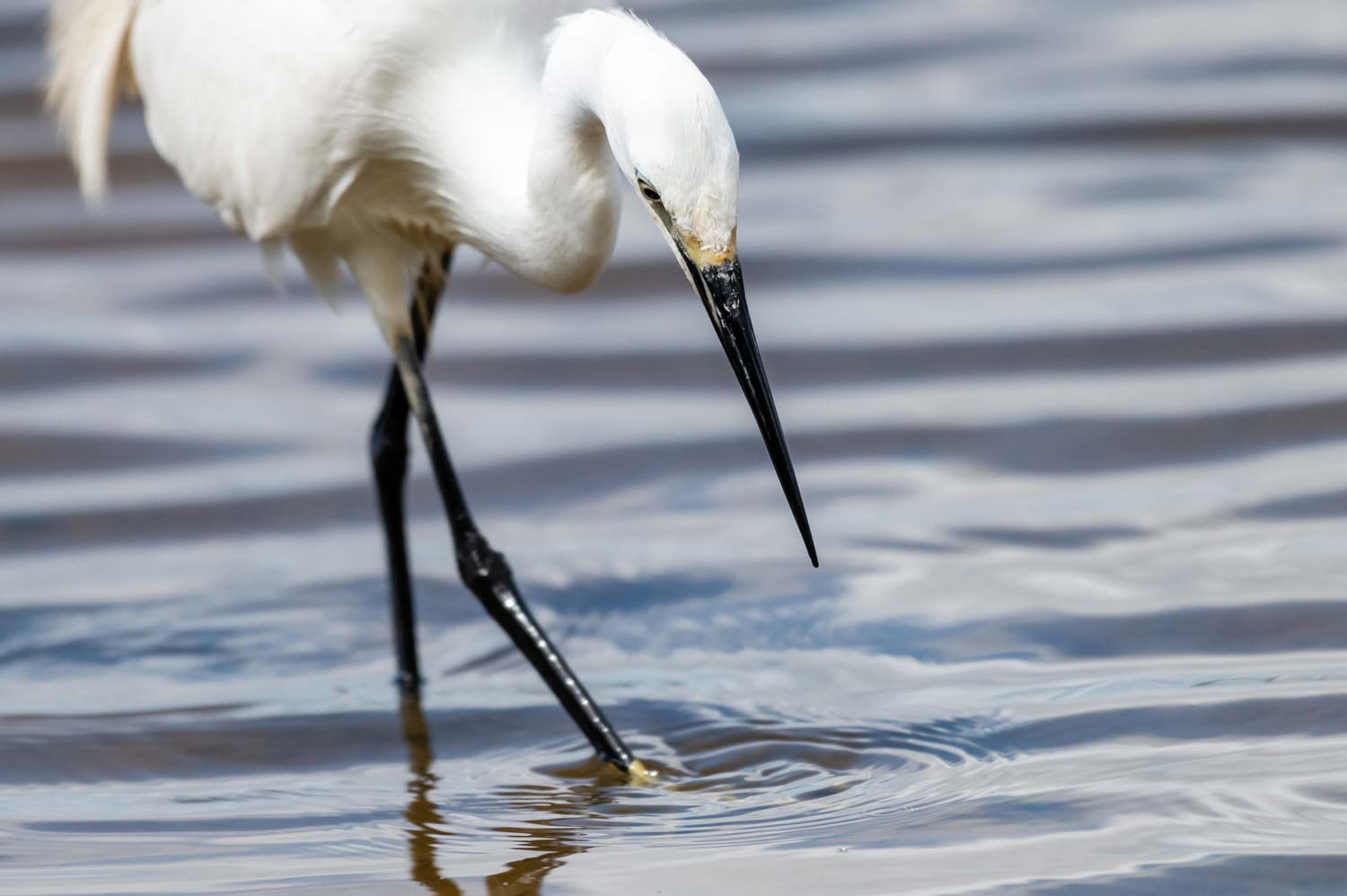 Tirage d'art d'Aigrette garzette