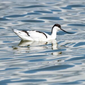 Avocette élégante