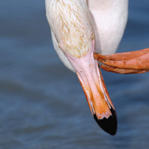 Flamant Rose