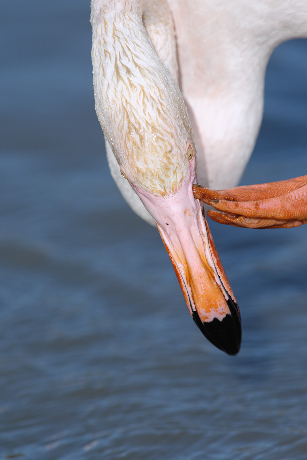 Tirage d'art de Flamant Rose