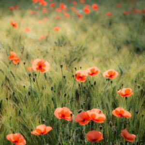 Coquelicots