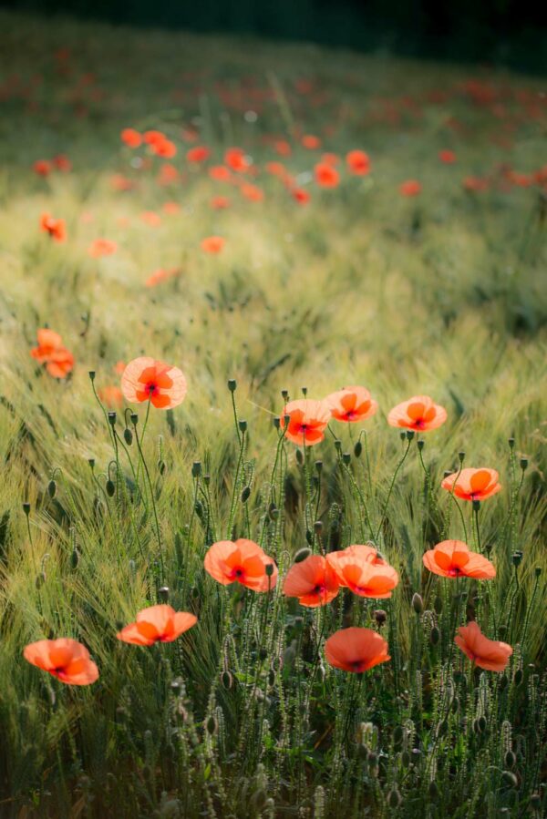 Tirage d'art de coquelicots