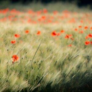 Coquelicots