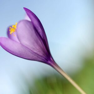 Crocus d’Automne