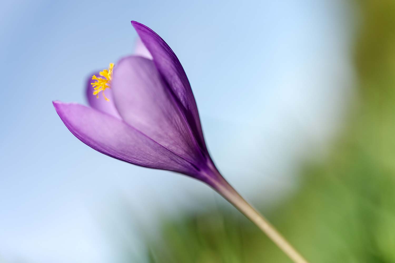 Tirage d'art de crocus d'automne