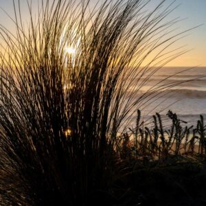 Dune de la Côte Sauvage