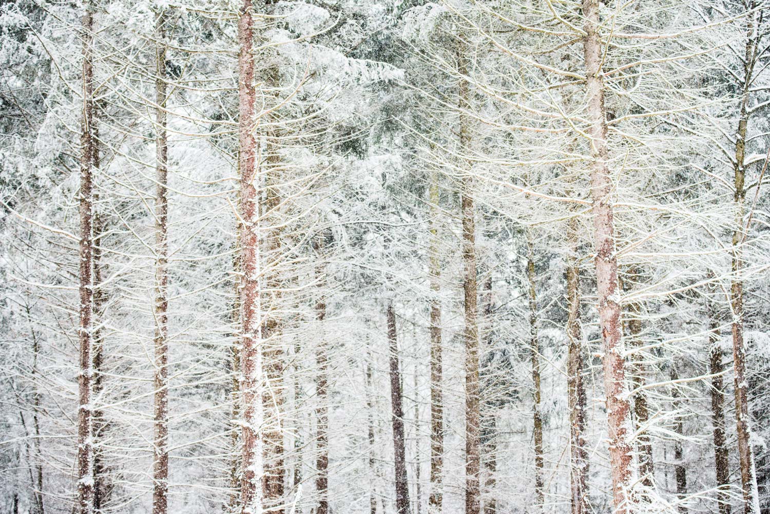 Tirage d'art de forêt enneigée