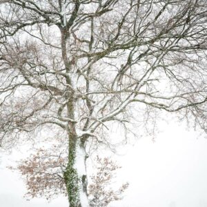 Arbre enneigé