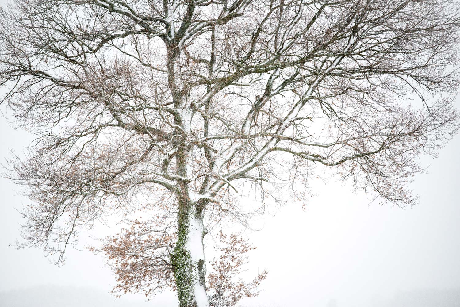 Arbre enneigé